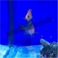 ANTHIAS SQUAMIPINNIS